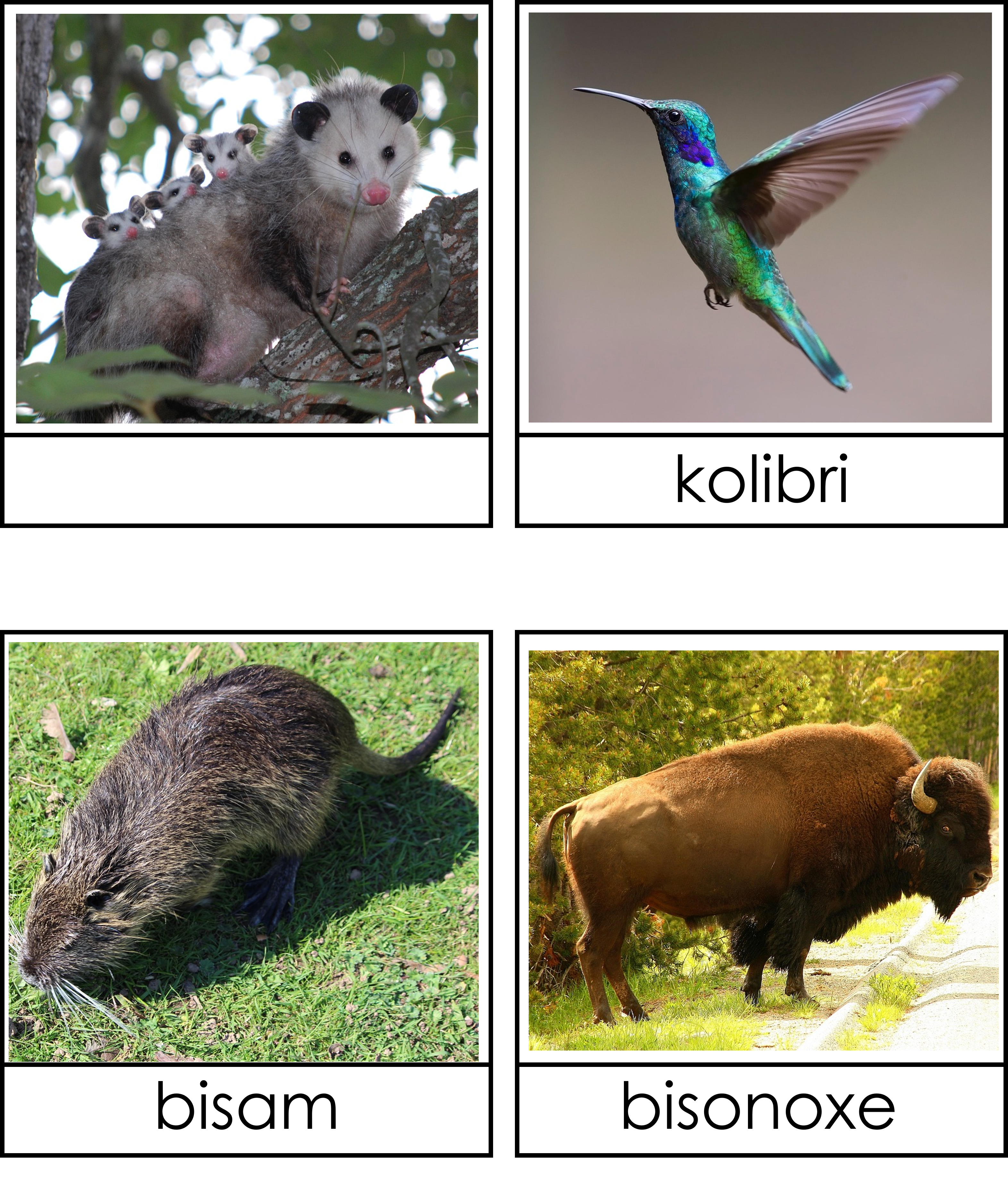 Nordamerikas djur 3 del