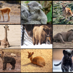 Mamma – unge ej svenska djur, bild och textkort - bild 6