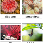 Taggiga djur - bild 4