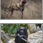 Samtalsbilder Afrikas djur - bild 2