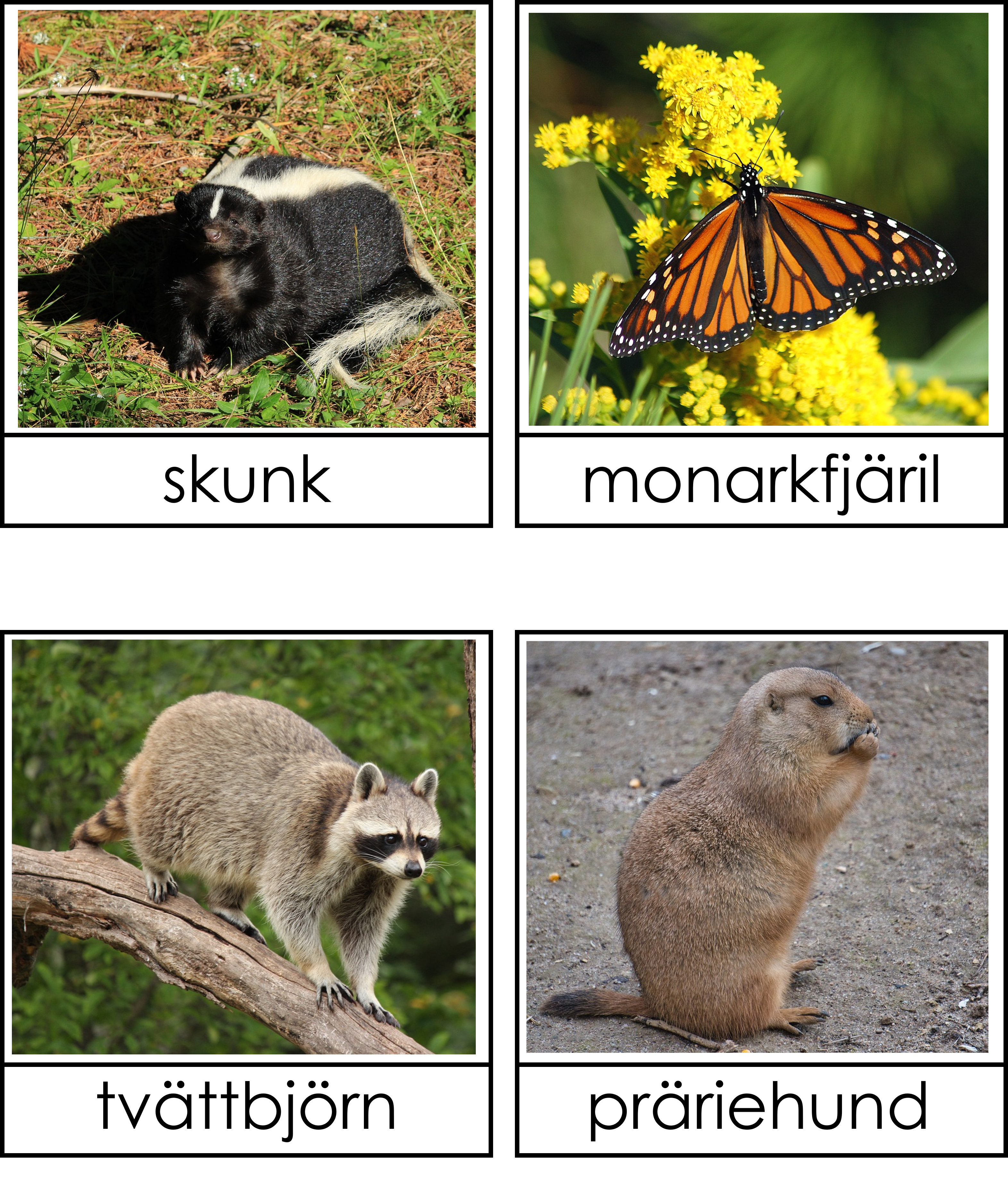 Nordamerikas djur 3 del