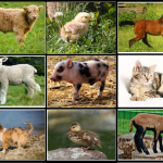 Mamma – unge svenska djur, bild och textkort - bild 2