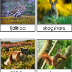 Vad gör djuren på vintern? - bild 2