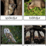 Nattdjur – dagdjur (nocturnal – diunal) - bild 7