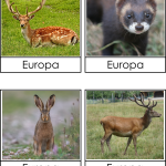 Europas djur 3 del - bild 4