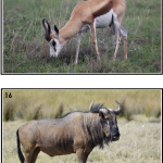 Samtalsbilder Afrikas djur - bild 3