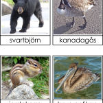 Nordamerikas djur 3 del - bild 4