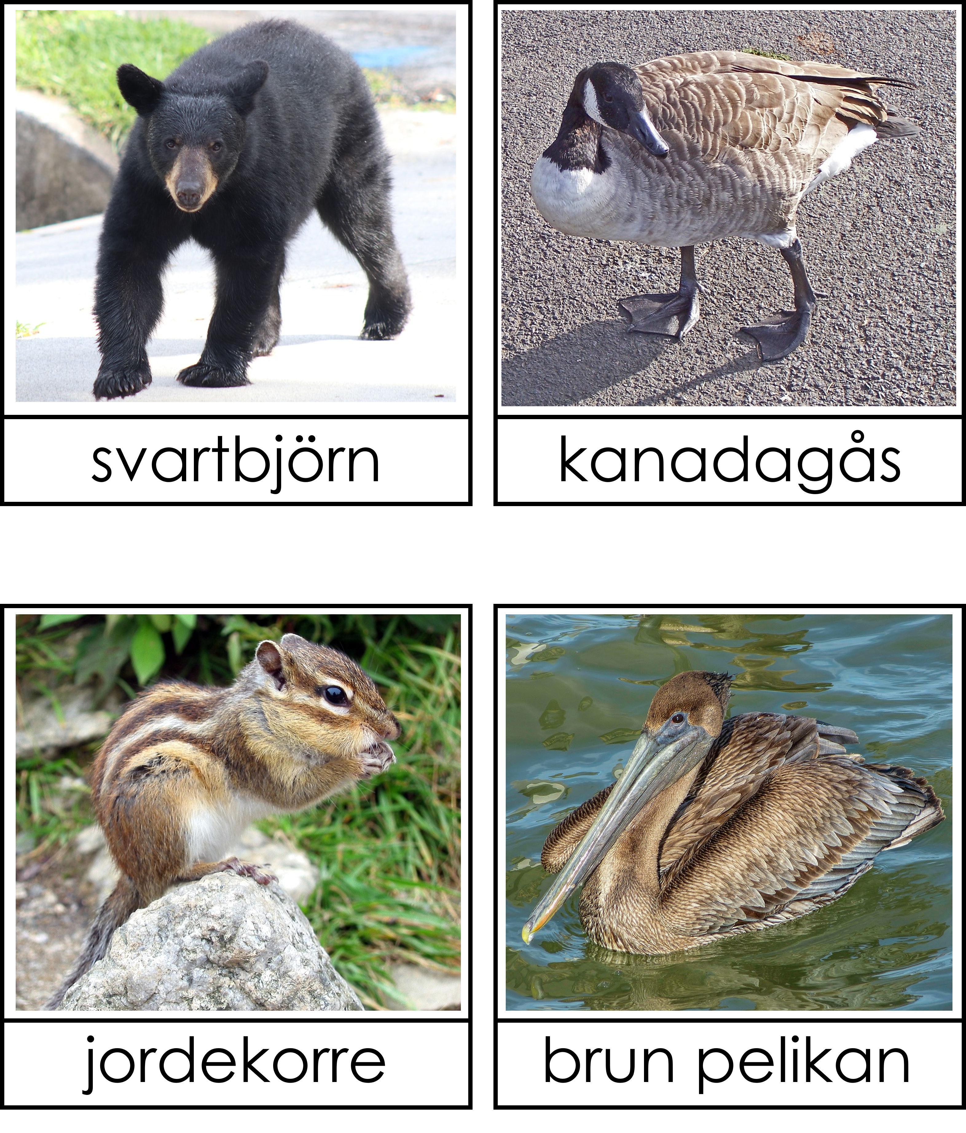Nordamerikas djur 3 del