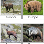 Europas djur 3 del - bild 5