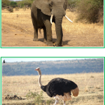 Samtalsbilder Afrikas djur - bild 4