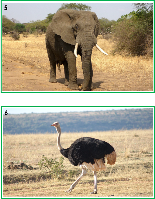 Samtalsbilder Afrikas djur
