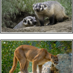 Samtalsbilder Nordamerikas djur - bild 2