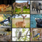 Mamma – unge svenska djur, bild och textkort - bild 4