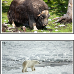 Samtalsbilder Nordamerikas djur - bild 3