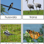 Vad gör djuren på vintern? - bild 5