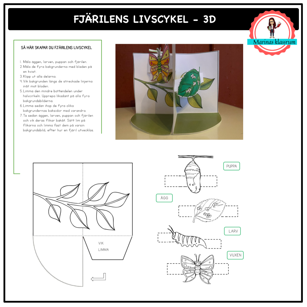 Fjärilens livscykel – 3D