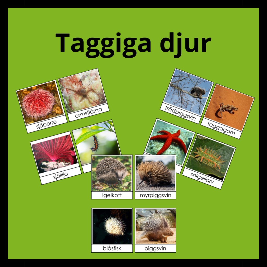 Taggiga djur