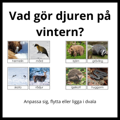 Vad gör djuren på vintern?