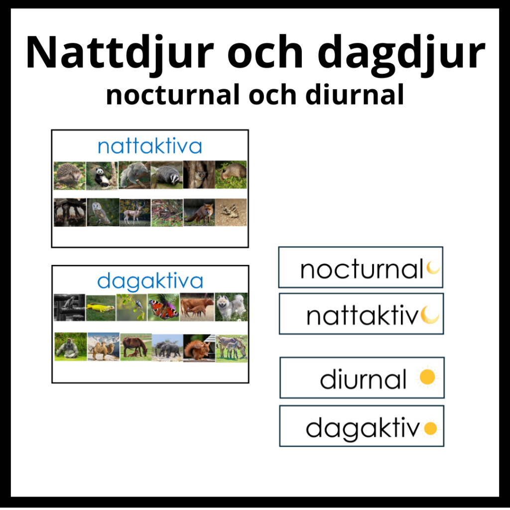 Nattdjur – dagdjur (nocturnal – diunal)
