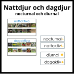 Nattdjur – dagdjur (nocturnal – diunal) - bild 1