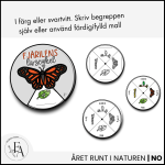 Fjärilens livscykel: hjul / snurra - bild 2