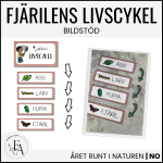 Fjärilens livscykel: Bildstöd - bild 1