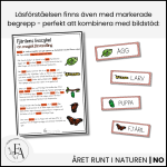 Fjärilens livscykel: Läsförståelse - bild 2