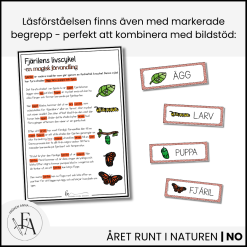 Fjärilens livscykel: Läsförståelse