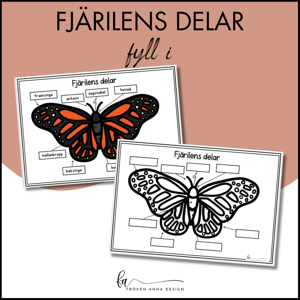 Fjärilens delar: Poster och fyll i själv