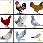 Förstoringsbilder fåglar - bild 5