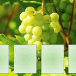 Färgsortera frukter och bär - bild 5