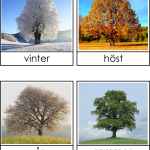 Sortera träd efter årstider - bild 2