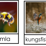 Djursortering – luft, land eller vatten - bild 5