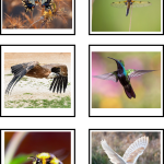 Djursortering kort – luft, land eller vatten - bild 2