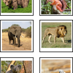 Djursortering kort – luft, land eller vatten - bild 3