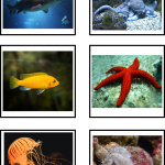 Djursortering kort – luft, land eller vatten - bild 4