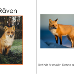 Bok om räven - bild 2