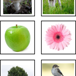 Sortera levande och inte levande - bild 4