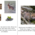 Bok om räven - bild 4