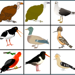 Förstoringsbilder fåglar - bild 2