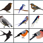 Förstoringsbilder fåglar - bild 4