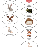 Näringskedjor – 36 bilder + arbetsblad - bild 2