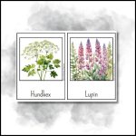 Svenska blommor - bild 2