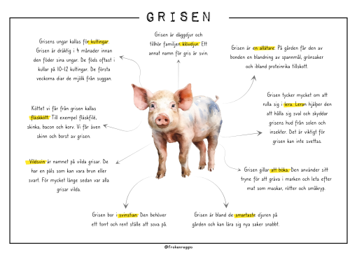 Djuren på gården - Grisen
