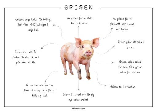 Djuren på gården - Grisen