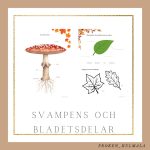 Hösten – faktahäfte - bild 4