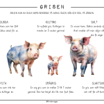 Djuren på gården – Grisen - bild 6