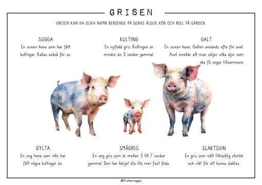 Djuren på gården - Grisen
