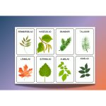 Trädmemory och mini-naturruta - bild 2