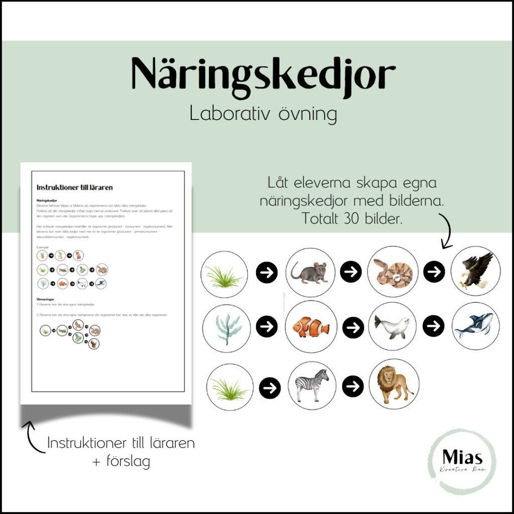 Näringskedjor: Laborativ övning